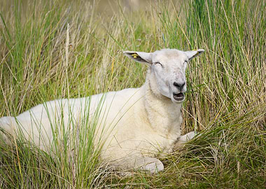Sheep making a funny face in tall grass