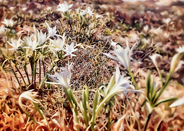 White Flowers in Dry Grass