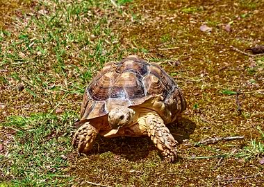 African Spurred Tortoise Eating Grass