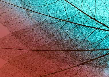 Abstract Skeleton Leaves Background