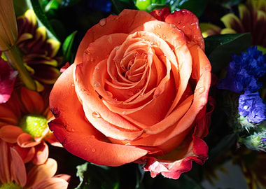 Close-up of an orange rose with water droplets