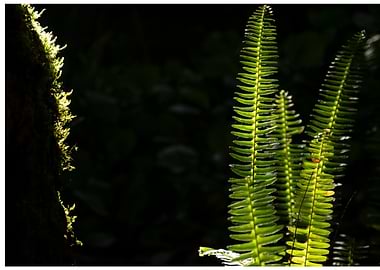 Episode 10 ‘Lime green – sunlight on ferns’ - Experimenting with colours: