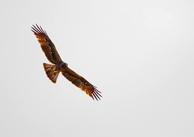 A Booted Eagle in flight against a pale sky