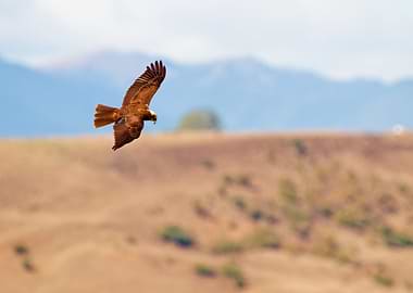 Western Marsh Harrier flying over hills