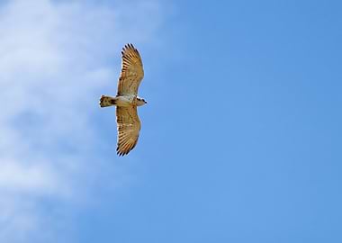 Short-Toed Snake-Eagle soaring in the sky, looking down at the camera