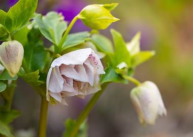 Delicate Hellebore Flowers in Bloom