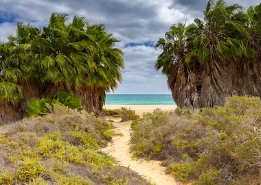 Tropical beach path with palm trees