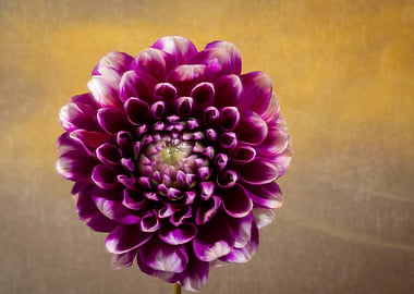 Purple and White Dahlia Flower