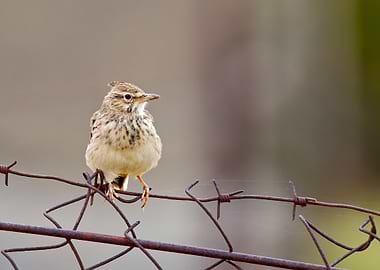 Small crested lark perched on barbed wire