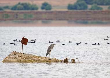 Grey Heron on a small concrete island with birds