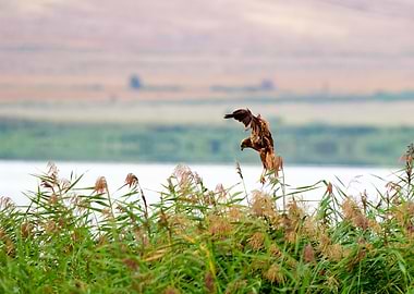Western Marsh Harrier landing in reeds by a lake