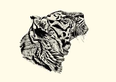 Tiger Head Sketch