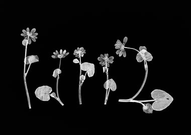 X-ray of Wildflowers