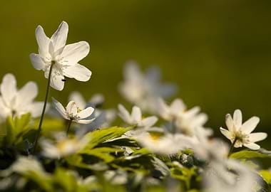 White Anemone Flowers in Sunlight