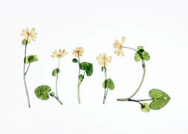 Minimalist Botanical Composition – Pressed Flowers on White Background, Modern Nature Art