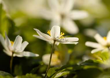 Delicate white anemone flowers in soft light