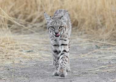 Hungry Bobcat