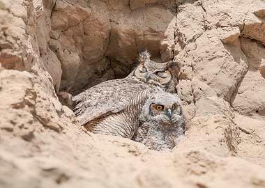 Baby Owl Won't Sleep