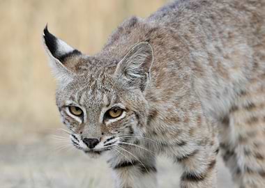 Bobcat Portrait