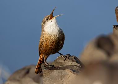Canyon Wren Song