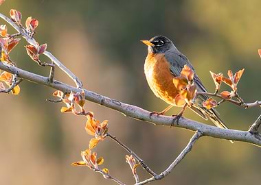 American Robin at Golden Hour