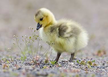 Cute Gosling Inspecting the Flowers