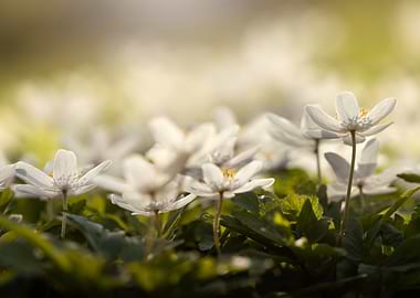 Delicate white anemone flowers in soft light