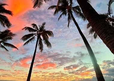 Hawaiian Palm Tree Sunset