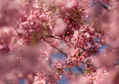 Pink Cherry Blossoms in Bloom