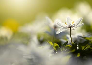 Delicate white anemone flower in sunlight