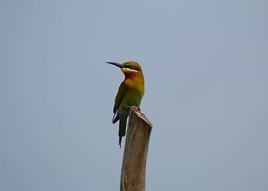 Bee-eater