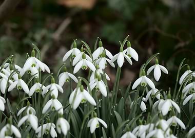 Cluster of Snowdrop Flowers