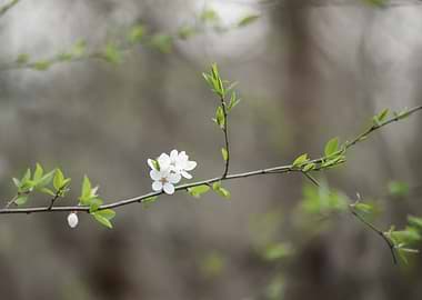 Delicate white cherry blossoms on a branch