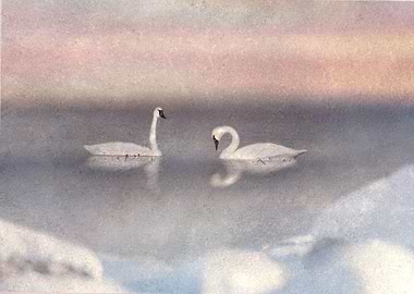 Two Swans on a Lake at Sunset