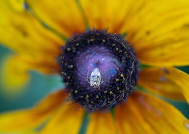 Close-up of a bug on a flower