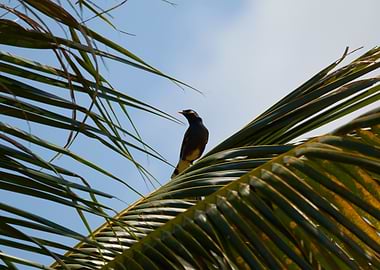 Bird on a Palm Tree