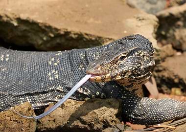 Monitor Lizard with Forked Tongue