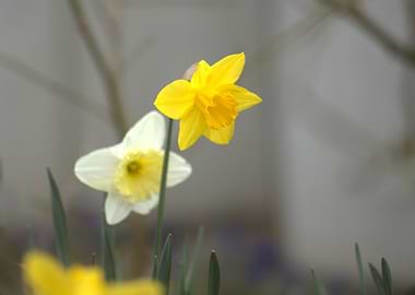 Daffodils in Bloom