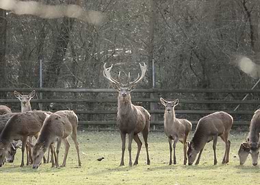 Deer herd in a grassy enclosure