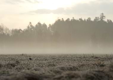 Misty Field with Bird at Sunrise