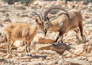 Two Ibex Goats in Rocky Desert