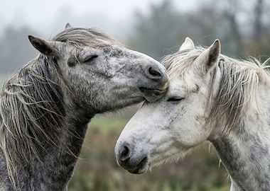 Two horses nuzzling in fog