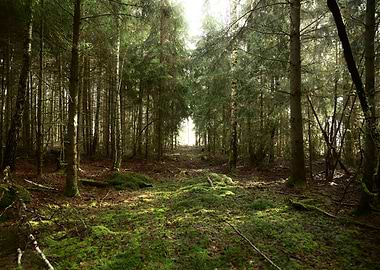 Sunlit forest path with mossy ground