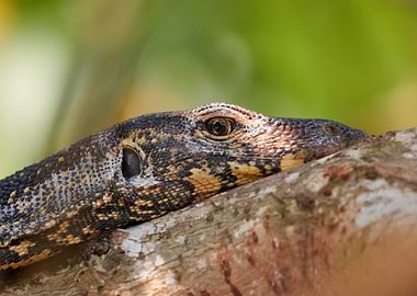 Monitor Lizard