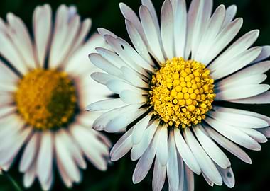 Close-up of two daisies