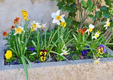 Spring Flower Garden in Planter