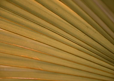 Close-up of a palm leaf texture