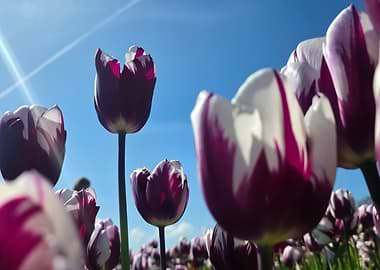 Purple and White Tulips Under Blue Sky