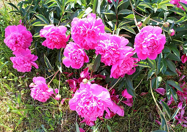 Vibrant Pink Peonies in Bloom