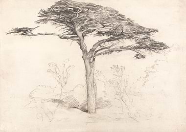 Pencil Sketch of a Lone Tree